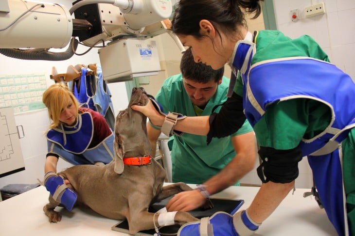 veterinarios alrededor de un perro sosteniendo sus patas y su cuerpo 