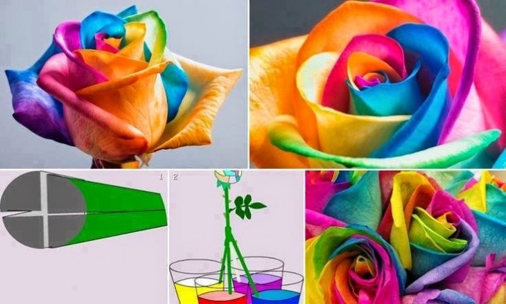 procedimientos de cómo crear rosas de color arcoíris 