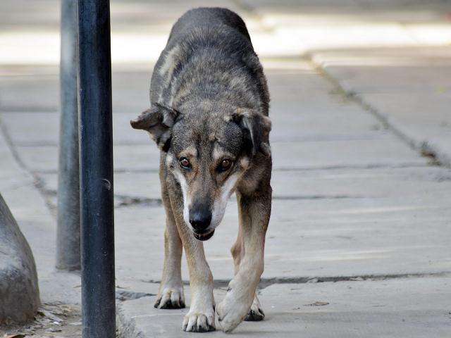 Huachito el perro boliviano que lleva 5 años esperando a su dueño muerto en la misma esquina