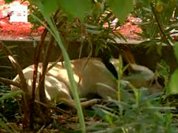 perrito que vive en el cementerio de Nerja, en Málaga