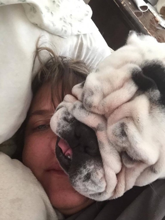 Esta bulldog Inglés también necesitaba una mullida almohada, su dueña le pareció perfecta