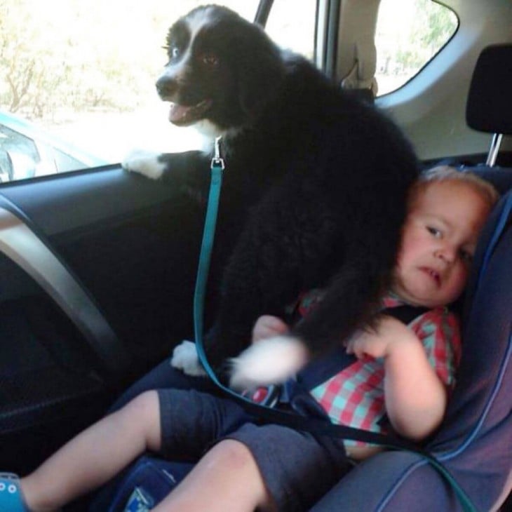 El perro quiere ir viendo por la ventana y se encima con el bebé que está cerca de ella