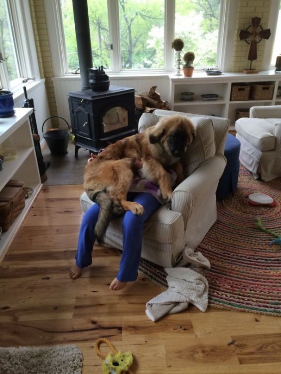 Perro dándole calor a su dueña en una mañana de invierno