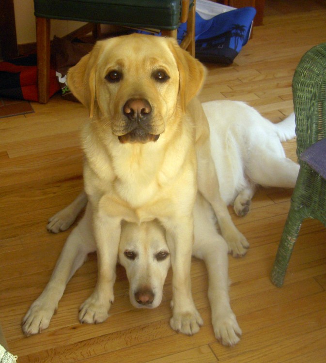 Perro labrador encima de su perro labrador