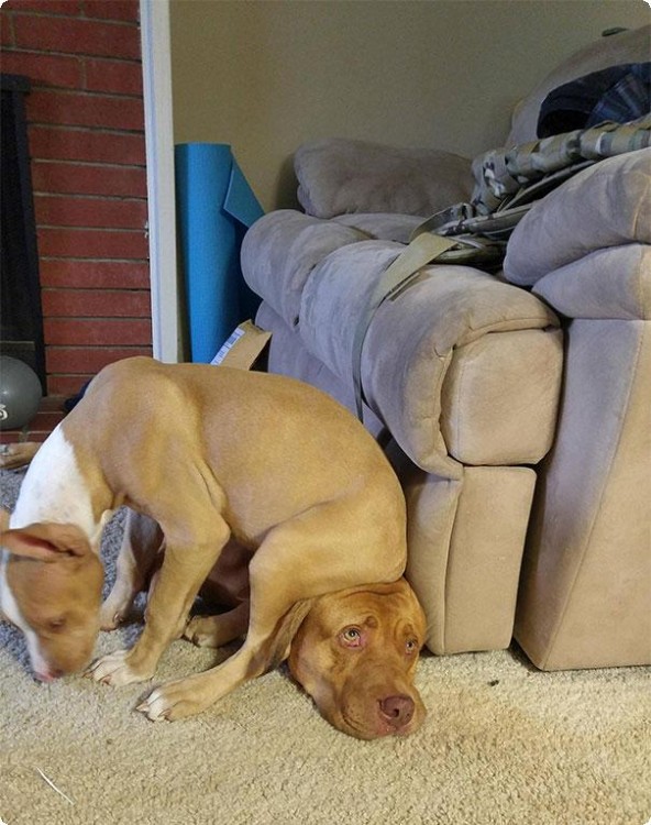 Perro que esta encima sobre su compañero de la casa