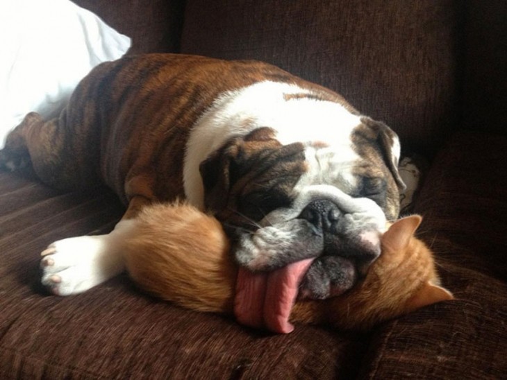 Este Bulldog Inglés realmente tenía sueño y necesitaba de una mullida almohada y por eso se acostó sobre el gato con su gran lengua de fuera