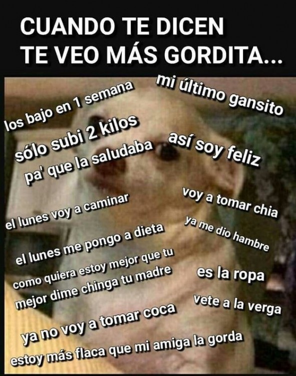 perrito enojado cuando te dicen que estas gorda