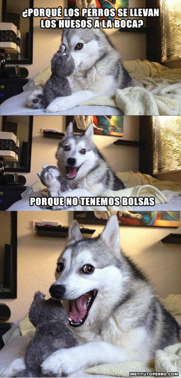 PERRITO RIENDOSE MEME. PORQUE LOS PERROS SE LLEVAN EL HUESO A LA BOCA? PORQUE NO TIENEN HUESOS