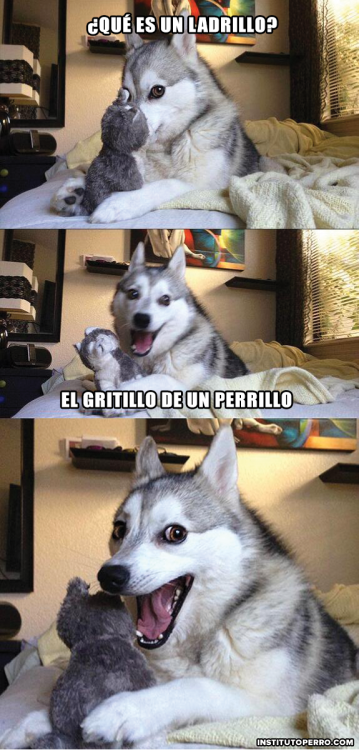 MEME PERRITO RIENDOSE. QUE ES UN LADRILLO? UN GRITILLO DE UN PERRILLO