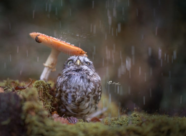 BUHO CUBRIENDOSE LA CABEZA POR LA LLUVIA