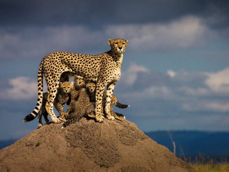 gatitos de guepardo en un desierto africano