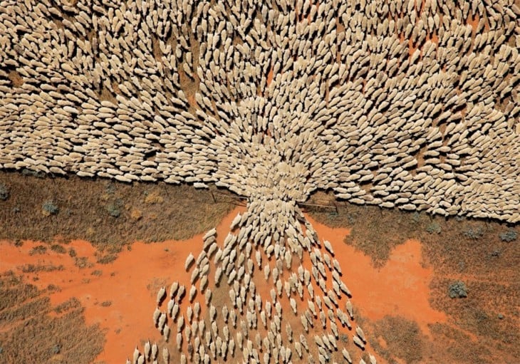 ovejas pasando por una sola puerta