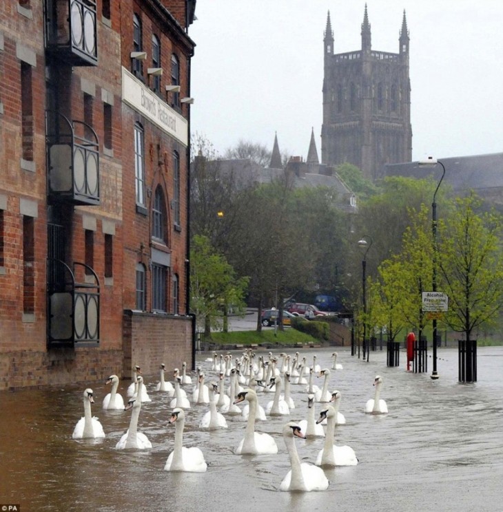 Cisnes nadando por inglaterra después de una gran inundación