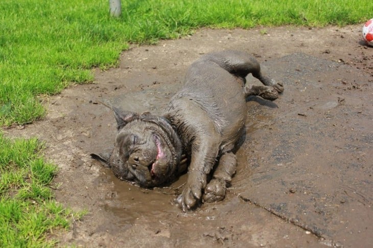 perro enlodado por completo después de un gran juego