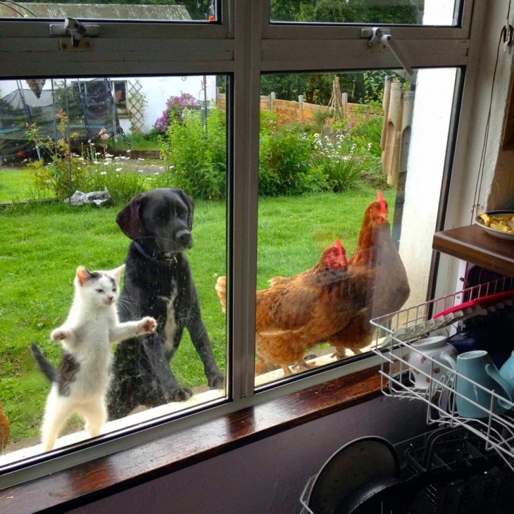 animales impresionados viendo alguna cosas que les llamo demasiado la atención