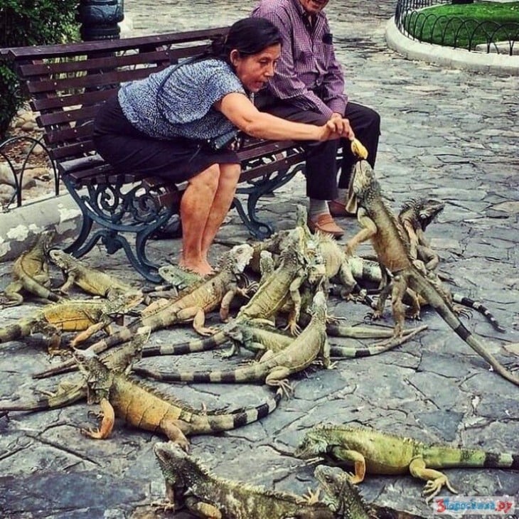 mujer alimentando lagartos en Ecuador, iguanas grandes