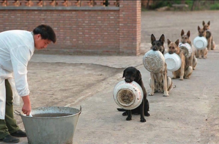 perros disciplinados en China