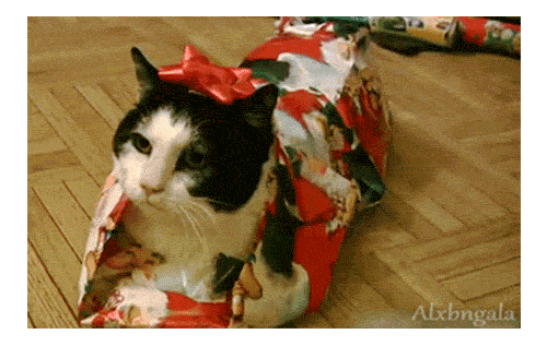 gato envuelto en un papel navideño