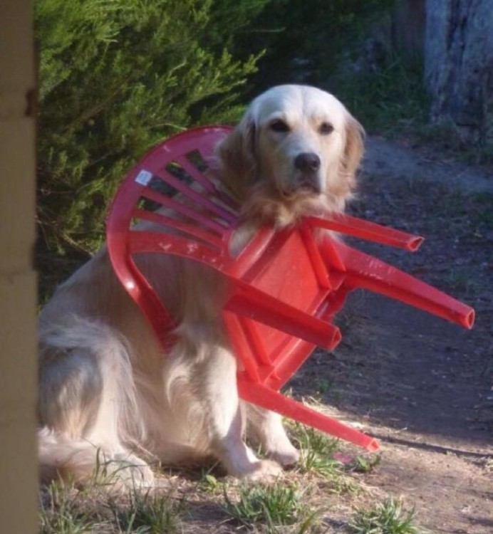 perro atorado en la cabeza con una silla roja