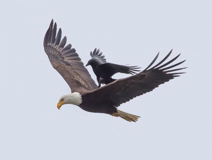 águila cargando a un cuervo mientras planean en el cielo