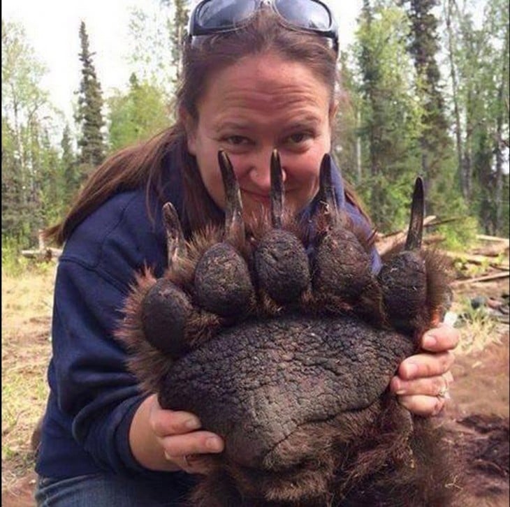 La garra de un oso grizley tomado de una mujer norteamericana que es una veterinaria canadiense