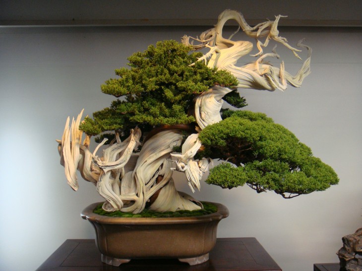 BONSAI CON 800 AÑOS DE HABER NACIDO