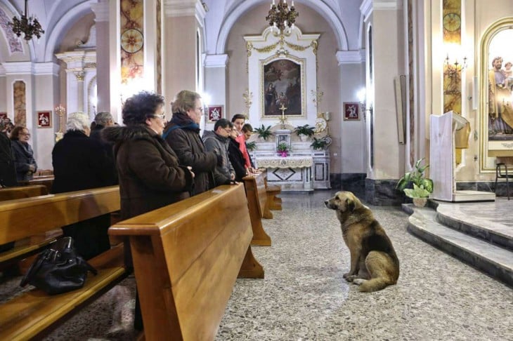 Tommy el perrito que murió en una iglesia de Italia esperando a su difunta dueña. Murió dos meses después de un paro cardíaco. 