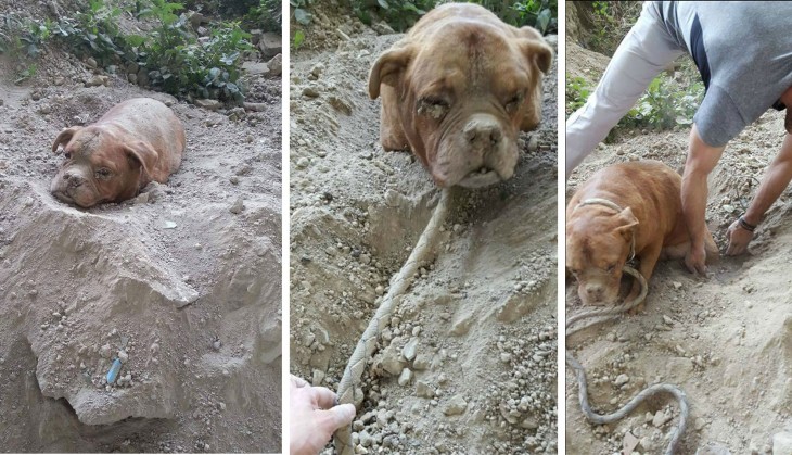 Dogo la perrita rescatada de haber sido enterrada por su antiguo dueño