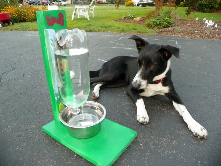 Perro acostado frente a un bebedero autorrellenable para el agua 