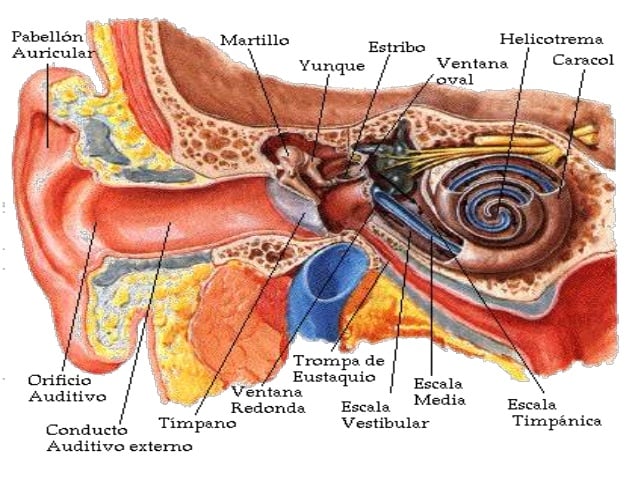 PARTES QUE COMPONEN AL ÓRGANO AUDITIVO