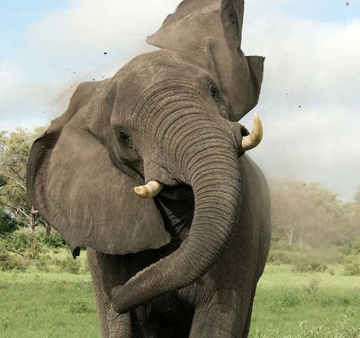 Elefante enfurecido mostrando sus colmillos de marfil 