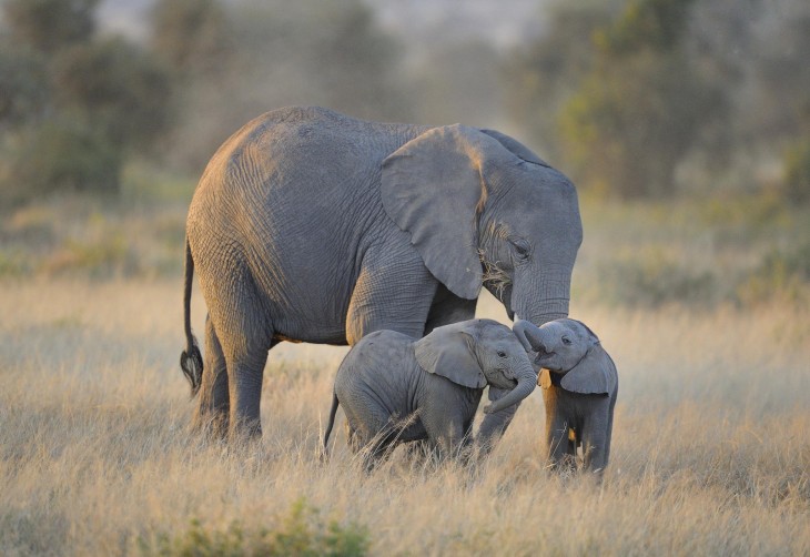 dos pequeños elefante cerca de su mama en su hábitat natural 