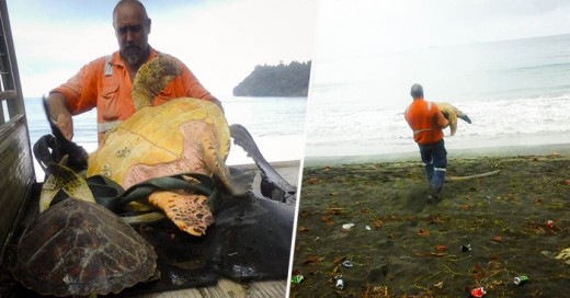 Le compran al Mercado Negro dos tortugas marinas para devolverlas al mar