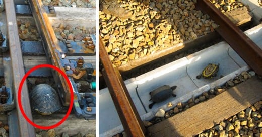 Para Salvar a esta Tortuguitas crearon un camino especial para ellas en el sistema de trenes en Japon