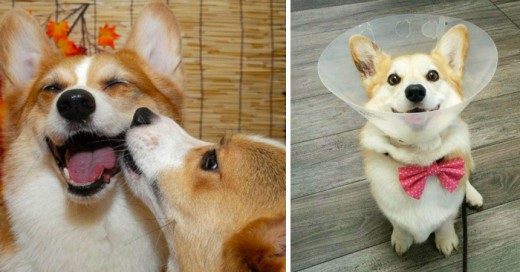 Estamos a muy poco de decirle adiós al 2015, y si tú eres amante de los perros y te fascinan los Corgis