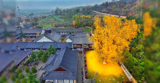 Un árbol milenario asiatico