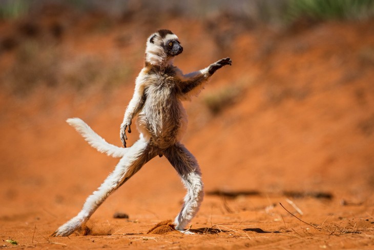 Baile Sifaki fotografía por Alison Buttigieg