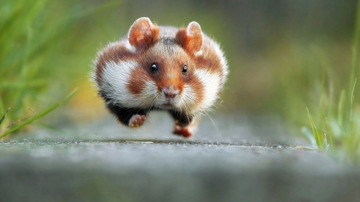 Fotografía de un ratón corriendo por Julian Rad