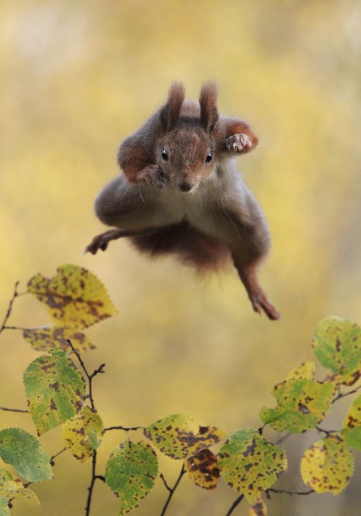 fotografía de una ardilla saltando 