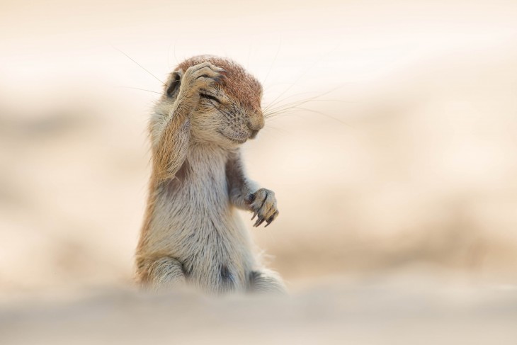 Fotografía de una ardilla tocándose su cabeza 