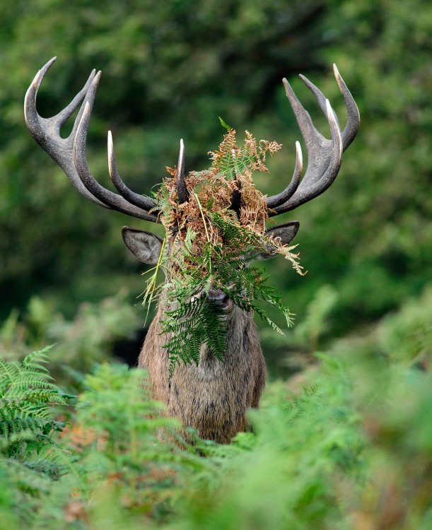 Ciervo con hojas entre sus cuernos por el fotógrafo Liam Richardson