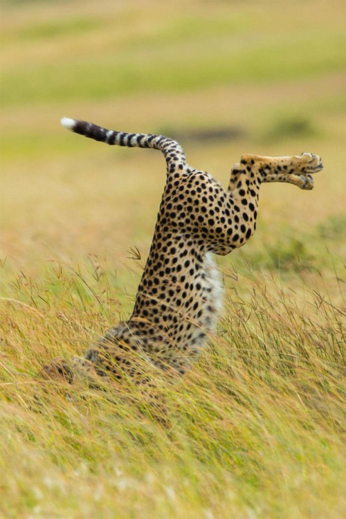 Fotografía de un leopardo cayéndose en una pasto 