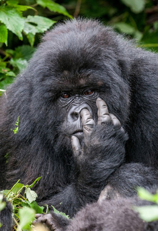 Fotografía de un gorila metiendo su dedo en su nariz 