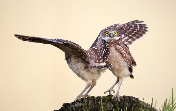 Fotografía de dos búhos sobre una piedra 