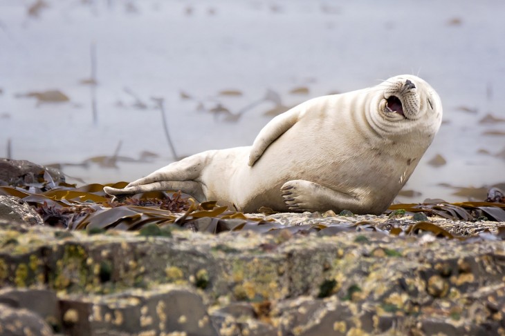 Fotografía de una foca acostada en el piso simulando que se esta riendo 