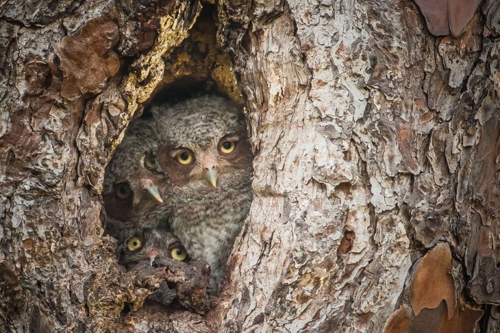 tres búhos dentro de un árbol 