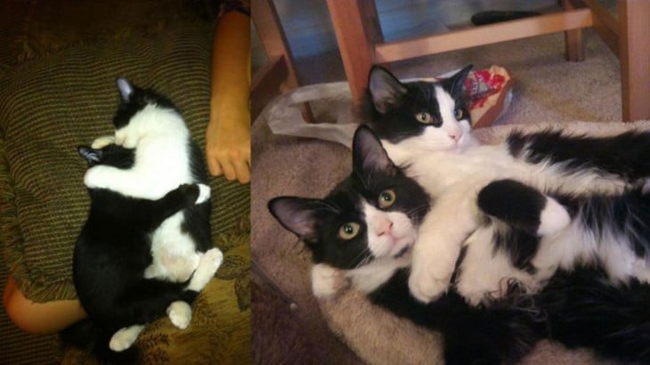 Foto del antes y después de dos pequeños gatos blanco con negro 