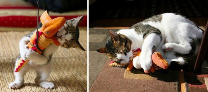 foto del antes y después de un gato jugando con un peluche 