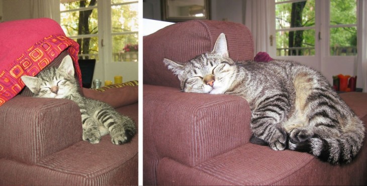 Gato acostado sobre un sillón dormido antes y después de un tiempo 