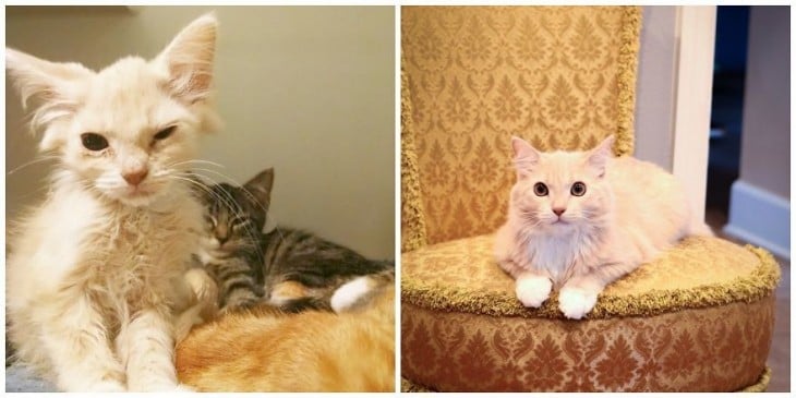 foto del antes y después de un gato color amarillo 